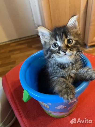Котик в добрые руки
