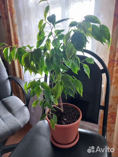 Фикус