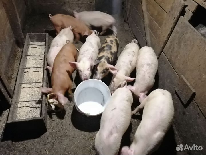 Поросята