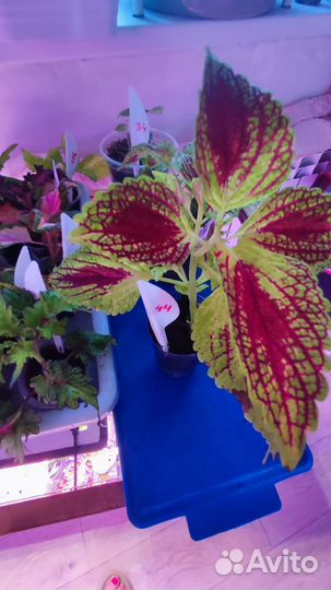 Колеусы вегетативные