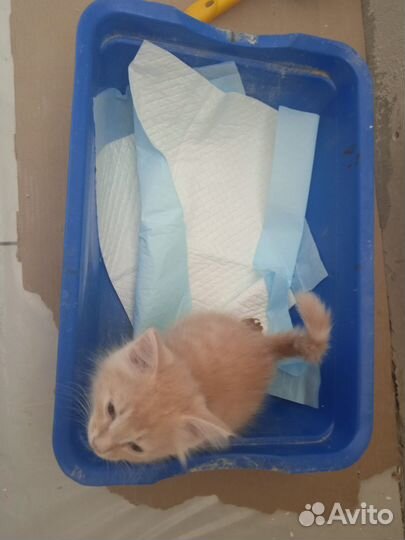 Котенок мальчик