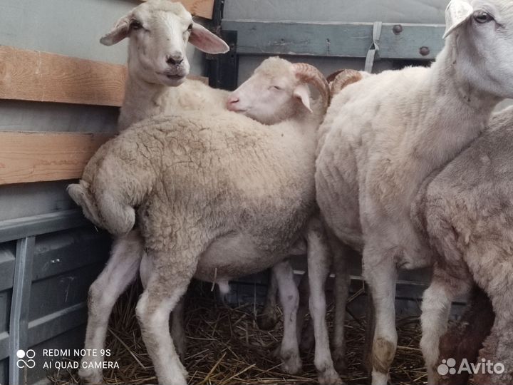 Овцы бараны