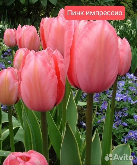 Луковицы тюльпанов