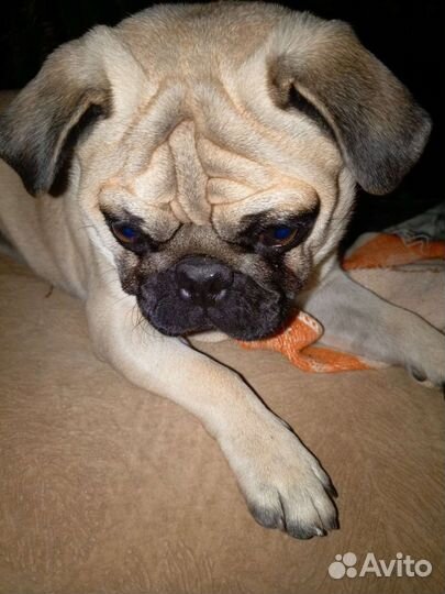 Мопс вязка мальчик