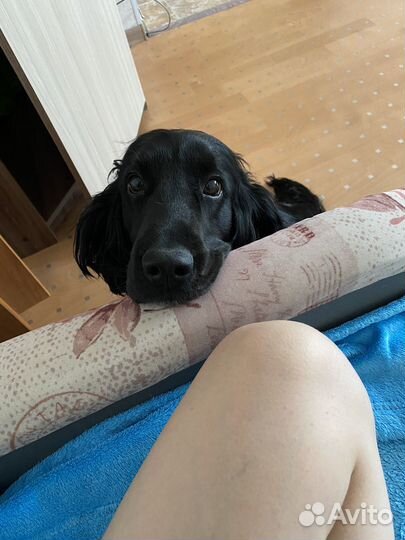 Кокер-спаниель