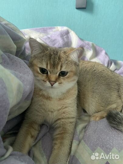 Британская золотая шиншилла