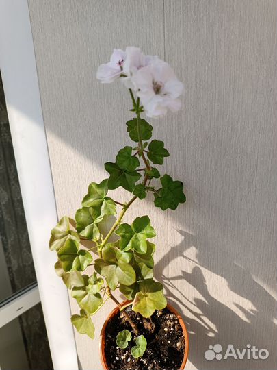 Пеларгония герань