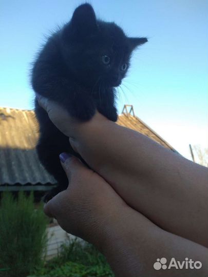 Котятики полосатики мальчики в добрые руки