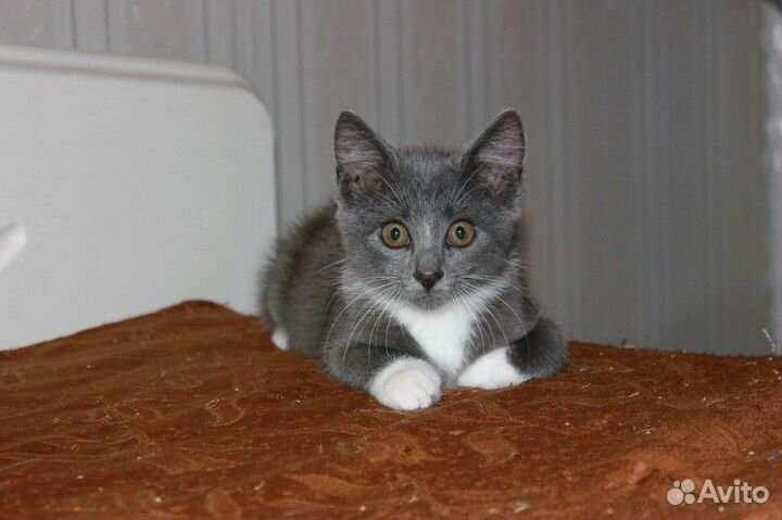 Котята русская голубая в добрые руки