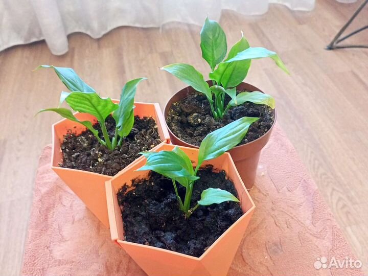 Комнатные цветы