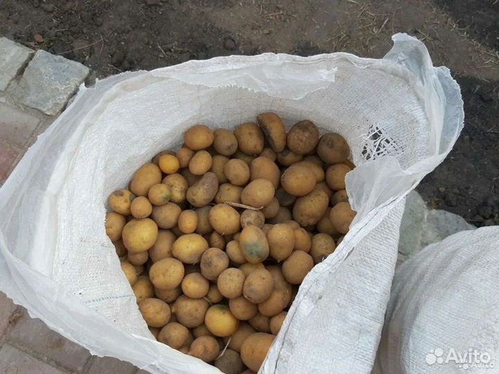 Семенной картофель