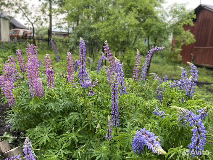 Цветы для сада (Люпин)