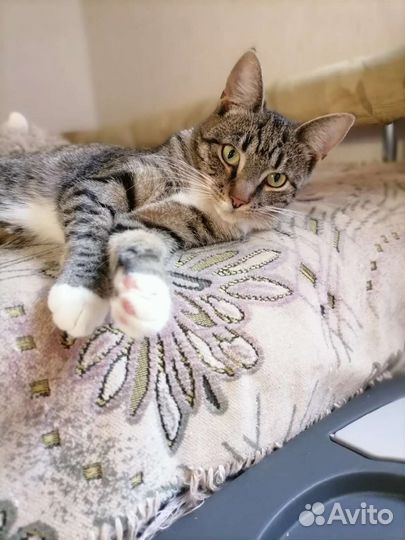 Котенок девочка, 7 месяцев