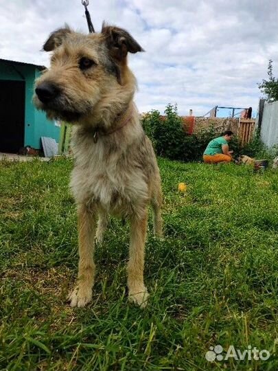 Собака девочка