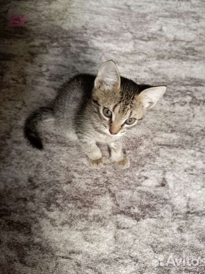 Кошка в дар