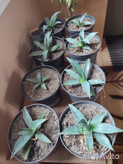 Продам агаву