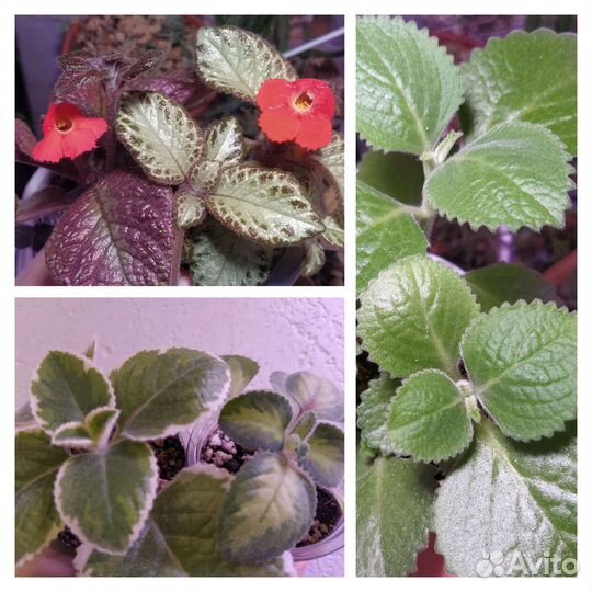 Каллизии традесканции эписции плектрантусы