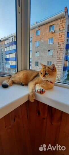 Шотланская кошка