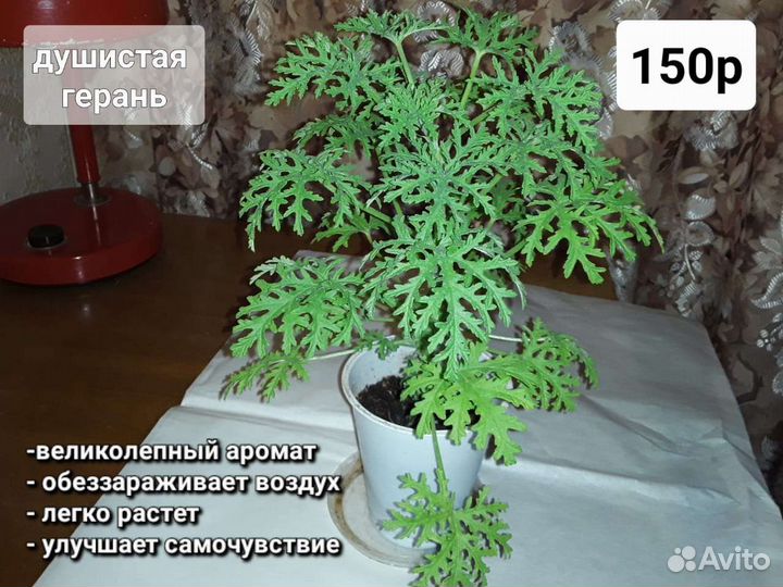 Растения у Вас дома