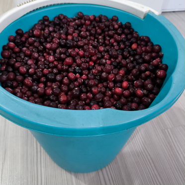 Клюква