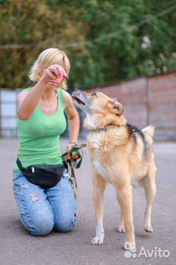 Собака Умка из приюта хочет найти семью