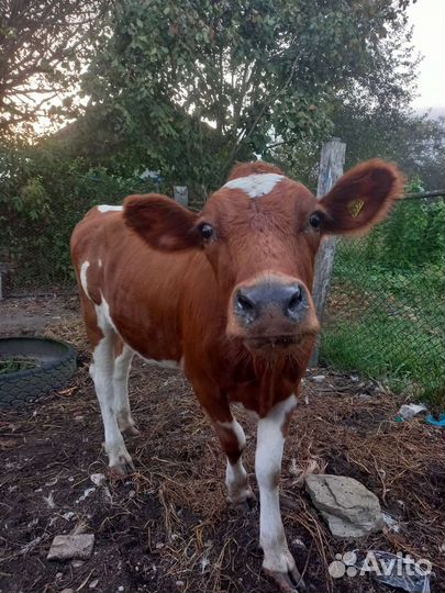 Телка 1 год