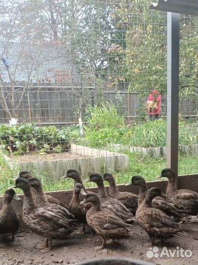 Селезни чубарые