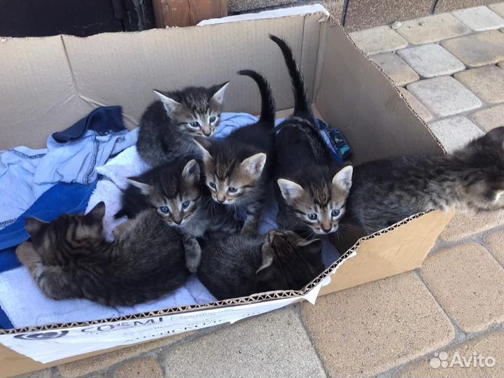Котята в добрые руки
