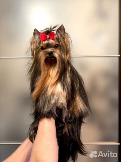 Кобель для вязок. вязки. щенки