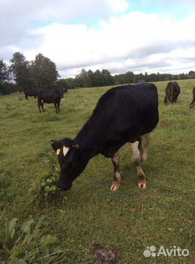 Тёлка и бычок