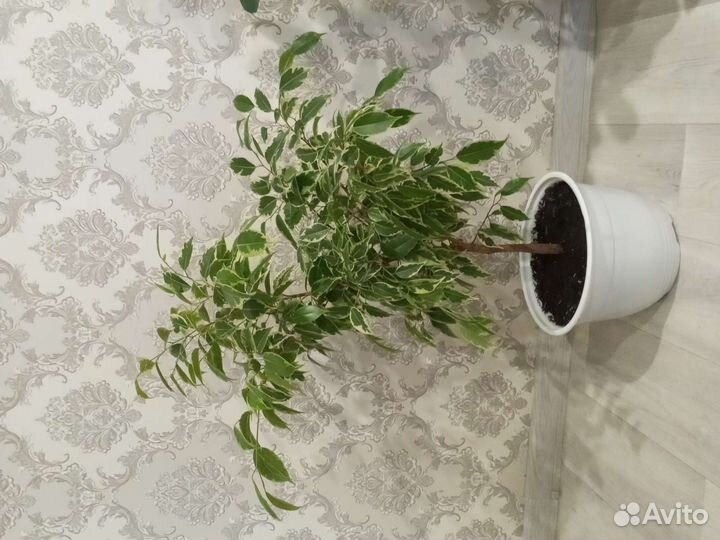 Шефлера, фикус Бенджамина