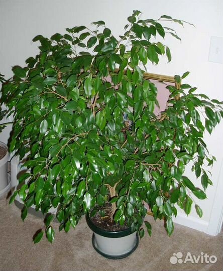 Фикус Бенджамина