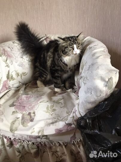 Сибирская кошка