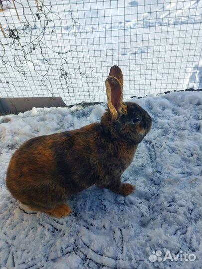 Кролик рекс