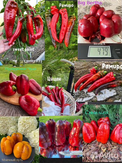 Коллекционные сортовые семяна перца