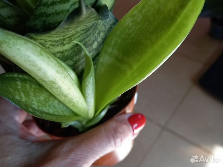 Сансевиерия Emerald Star Green