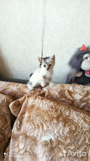 Котёнок 1,5 мес