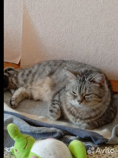Кошка в добрые ручки