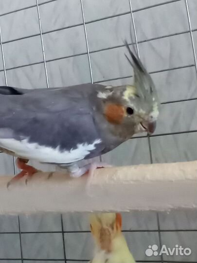 Попугай корелла, волнистые, Неразлчник, какарики