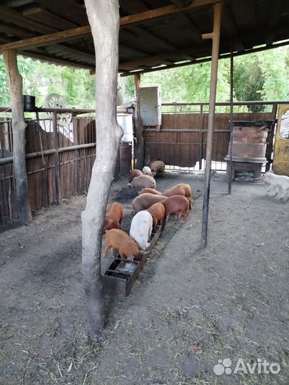 Поросенок дюрки