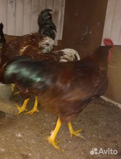 Молодые петухи