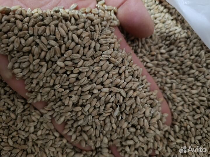 Пшеница мягкая