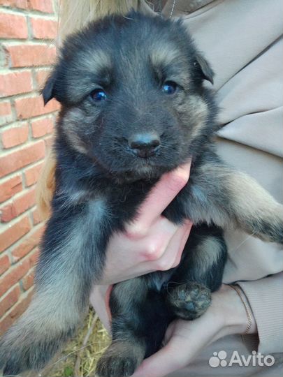 Собаки щенки немецкая овчарка