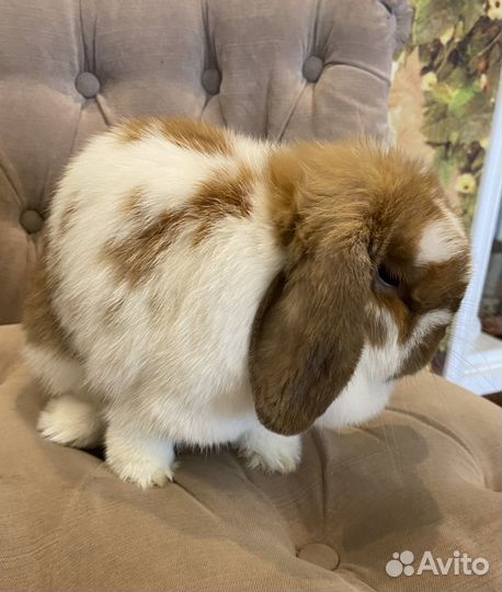 Декоративный вислоухий кролик MiniatureLop