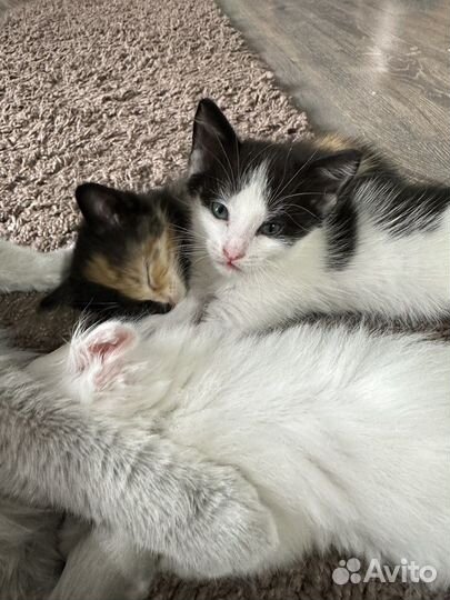 Кошка в дар