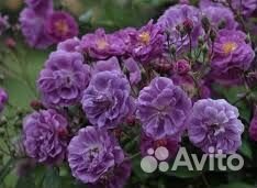 Саженцы роз зкс опт и розница