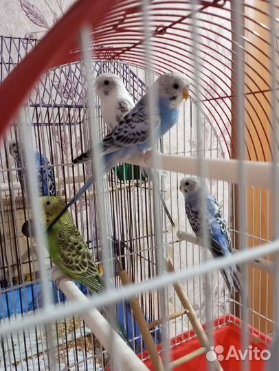 Птенцы волнистый попугай