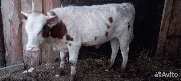 Хряк на племя