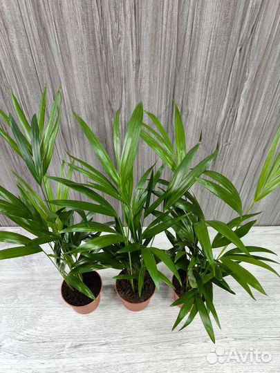 Пальма Арека Дипсис