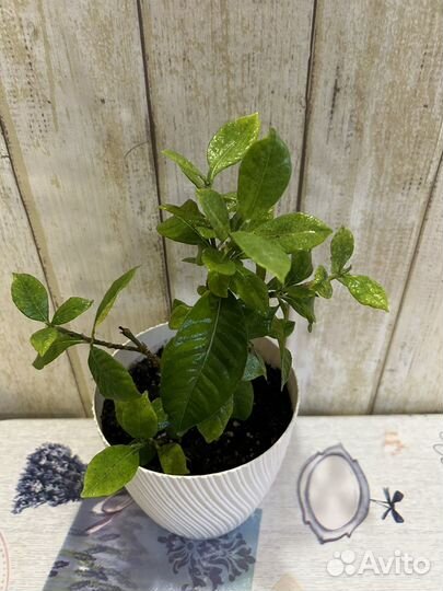 Гардения, шефлера